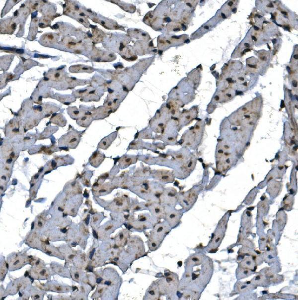a07208 1 psmc3 primary antibodies ihc testing 2