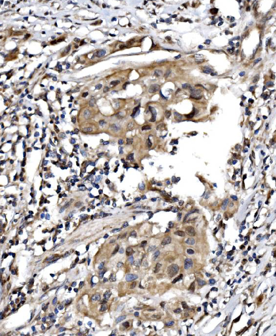 a07208 1 psmc3 primary antibodies ihc testing 5