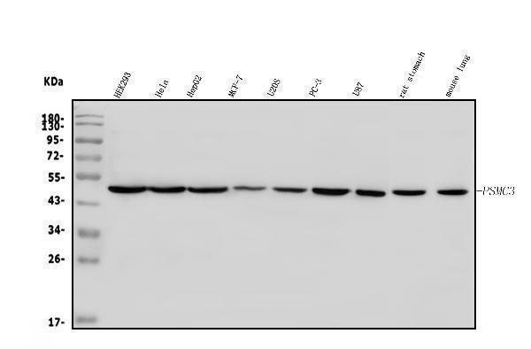 a07208 1 psmc3 primary antibodies wb testing 1_1