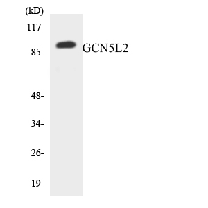 Western blot analysis of the lysates from RAW264