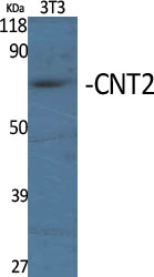 a07211 1 slc28a2 primary antibodies wb testing 2