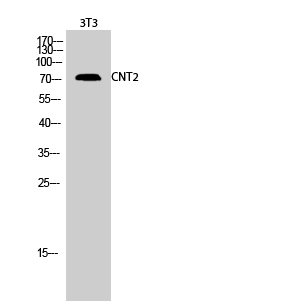 a07211 1 slc28a2 primary antibodies wb testing 3