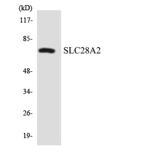 a07211 1 slc28a2 primary antibodies wb testing 5