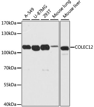 Western blot analysis of extracts of various cell lines, using COLEC12 antibody  at 1:2000 dilution