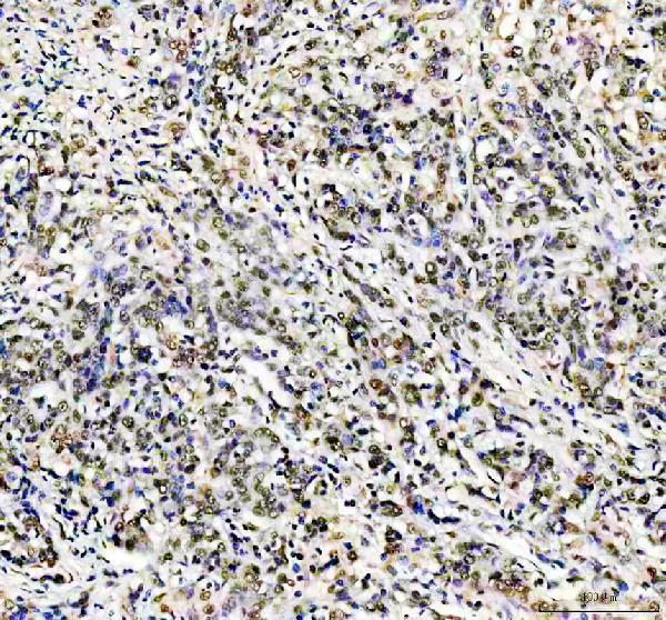 a07214 1 sur8 primary antibodies ihc testing 1