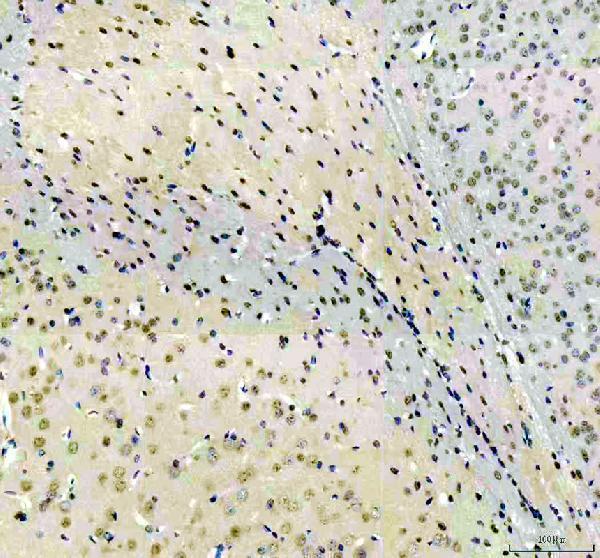 a07214 1 sur8 primary antibodies ihc testing 2