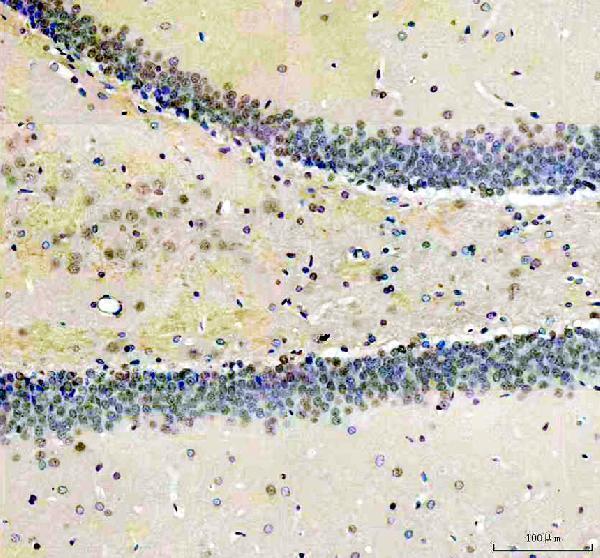 a07214 1 sur8 primary antibodies ihc testing 3