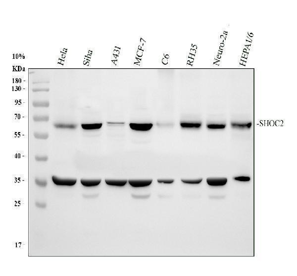 a07214 1 sur8 primary antibodies wb testing 1