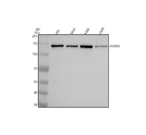 Western blot analysis of FHOD1 using anti-FHOD1 antibody (A07228-1)