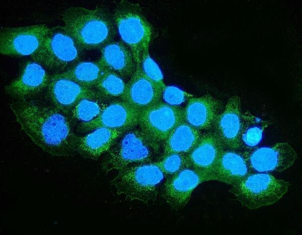 a07229 1 oxct1 primary antibodies if testing 2