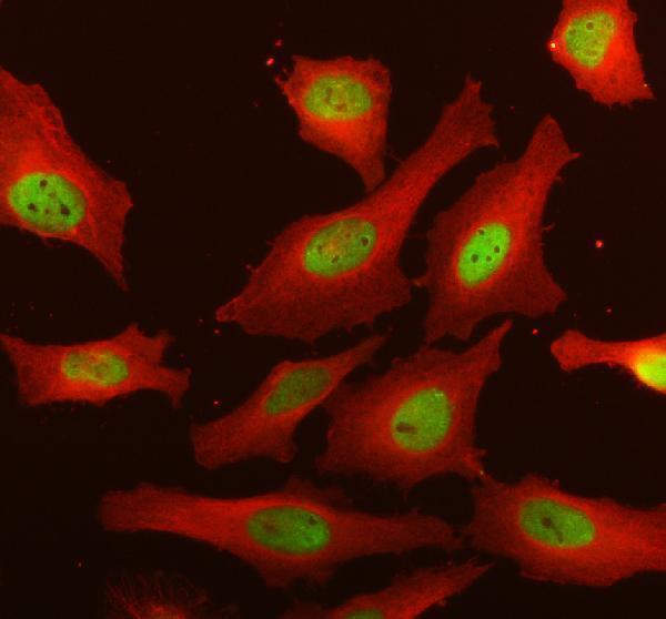 IF analysis of EXOSC9 using anti-EXOSC9 antibody (A07231-3) and anti-Alpha Tubulin antibody (M03989-3)
