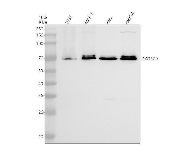 Western blot analysis of EXOSC9 using anti-EXOSC9 antibody (A07231-3)