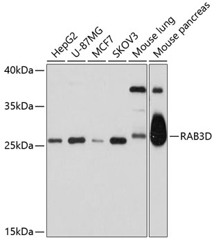 Western blot analysis of extracts of various cell lines, using RAB3D antibody  at 1:1000 dilution