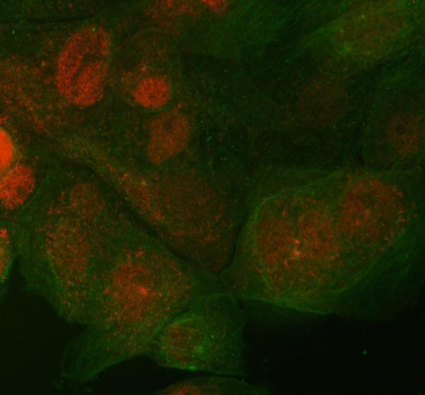 a07235 st7 primary antibodies if testing 2