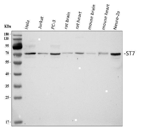 a07235 st7 primary antibodies wb testing 1