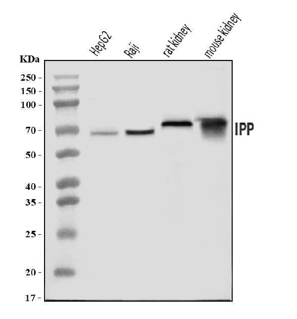 Western blot analysis of IPP using anti-IPP antibody (A07236-1)