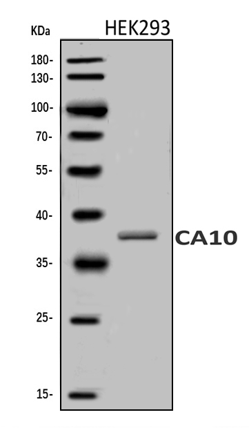  Western blot analysis of Carbonic anhydrase 10/CA10 using anti-Carbonic anhydrase 10/CA10 antibody (A07237-1)