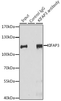 Immunofluorescence analysis of L929 cells using KIFAP3 Rabbit pAb  at dilution of 1:100