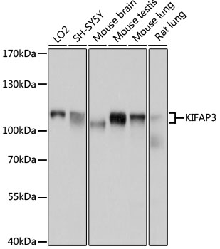 Western blot analysis of extracts of various cell lines, using KIFAP3 antibody  at 1:1000 dilution