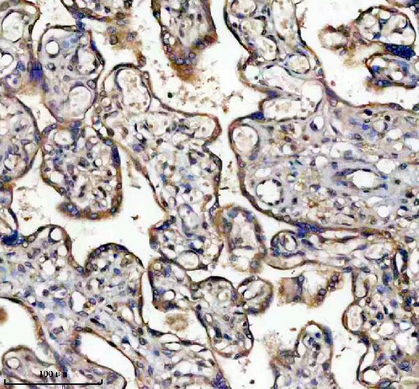 IHC analysis of TNS4 using anti-TNS4 antibody (A07240-1)