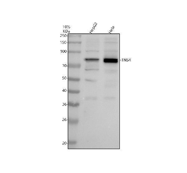 Western blot analysis of TNS4 using anti-TNS4 antibody (A07240-1)