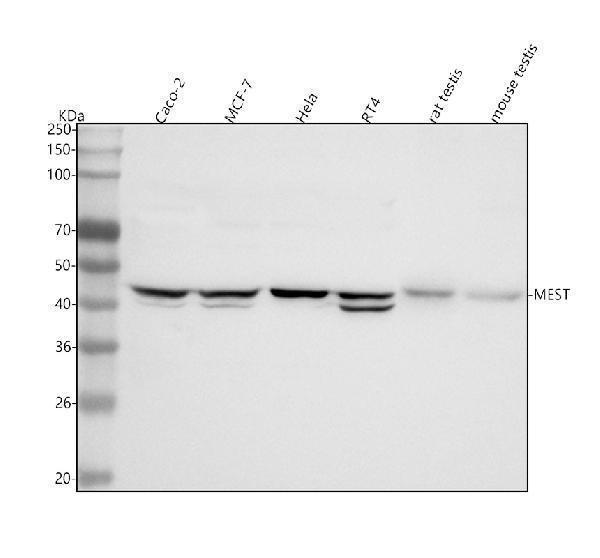  Western blot analysis of MEST using anti-MEST antibody (A07241-1)