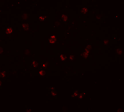 a07242 nlrc3 primary antibodies if testing 2