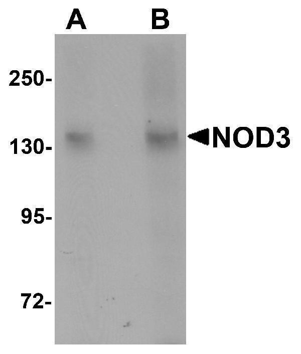 a07242 nlrc3 primary antibodies wb testing 1