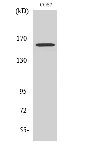 Western Blot analysis of various cells using Rab 3 GAP p150 Polyclonal Antibody