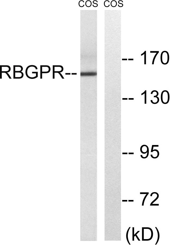 Western blot analysis of lysates from COS cells, using RAB3GAP2 Antibody