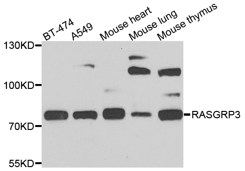 Western blot analysis of extracts of various cells, using RASGRP3 antibody