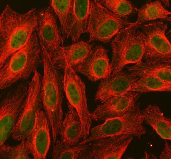 IF analysis of PDCD2 using anti-PDCD2 antibody (A07247-1) and anti-Tubulin Alpha antibody (M03989-3)