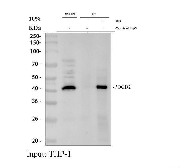Immunoprecipitating (IP) PDCD2 in THP-1 whole cell lysate