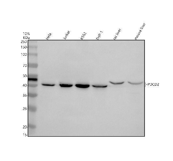 Western blot analysis of PDCD2 using anti-PDCD2 antibody (A07247-1)