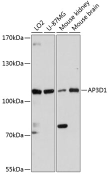 Western blot analysis of extracts of various cell lines, using AP3D1 antibody  at 1:3000 dilution