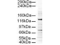 a07250 ap3d1 primary antibodies wb testing 1