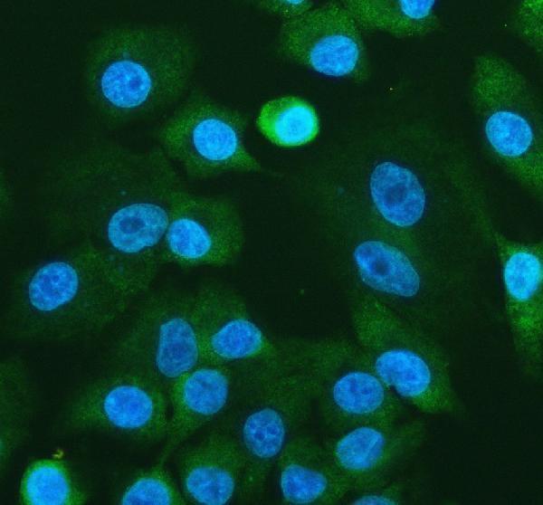  IF analysis of RPL24 using anti-RPL24 antibody (A07251-2)
