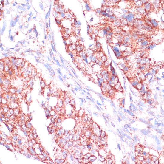 a07251 rpl24 primary antiboties ihc testing 3