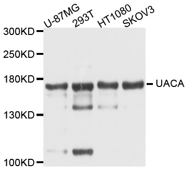 Western blot analysis of extracts of various cell lines, using UACA antibody at 1:1000 dilution