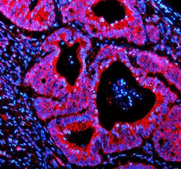 a07253 ift20 primary antibodies if testing 1