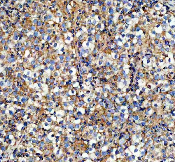 a07253 ift20 primary antibodies ihc testing 3