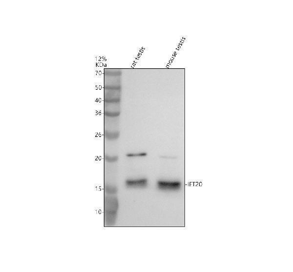 Western blot analysis of IFT20 using anti-IFT20 antibody (A07253)