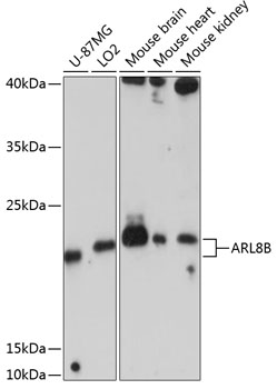Western blot analysis of extracts of various cell lines, using ARL8B antibody  at 1:3000 dilution