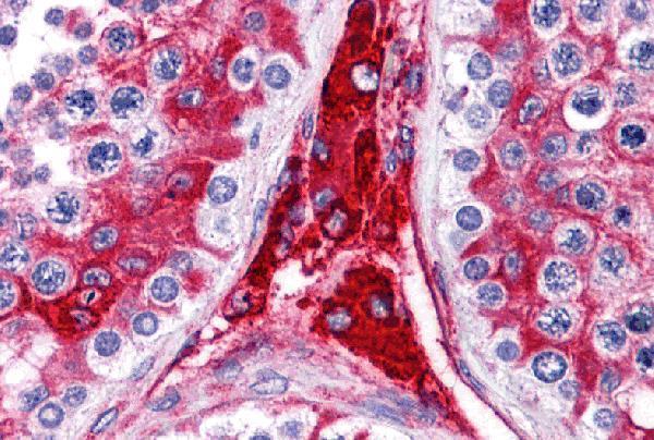 Immunohistochemistry of WDR35 in human testis tissue with WDR35 antibody at 5 μg/mL
