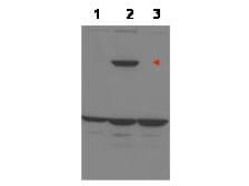 Western blot using Boster's affinity purified anti-ASPP1 to detect over-expressed ASPP1 in MCF-7 cells (lane 2, arrowhead)