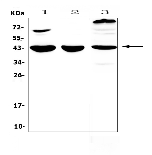 a07261 1 il18_binding_protein primary antibodies wb testing 1
