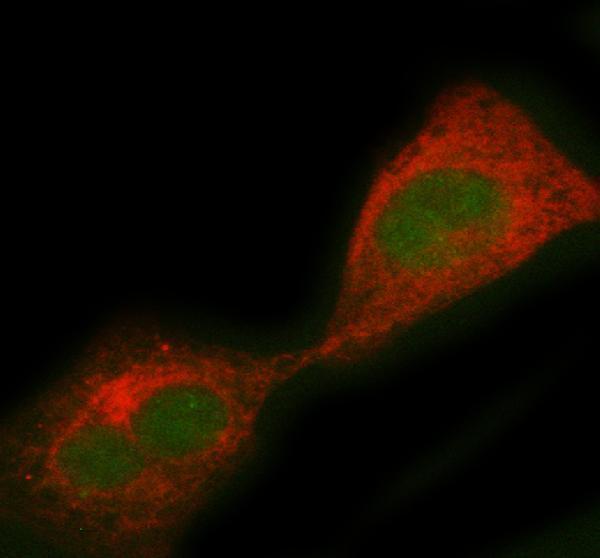 a07264 1 pcbd1 primary antibodies if testing 2