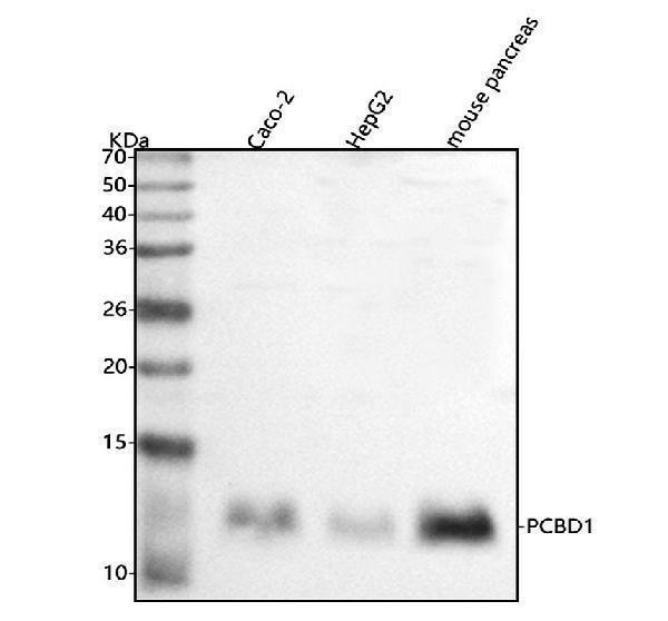 a07264 1 pcbd1 primary antibodies wb testing 1