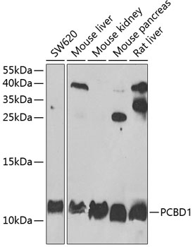 a07264 pcbd1 primary antiboties wb testing 1