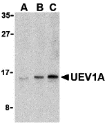 a07266 ube2v1 primary antibodies wb testing 1